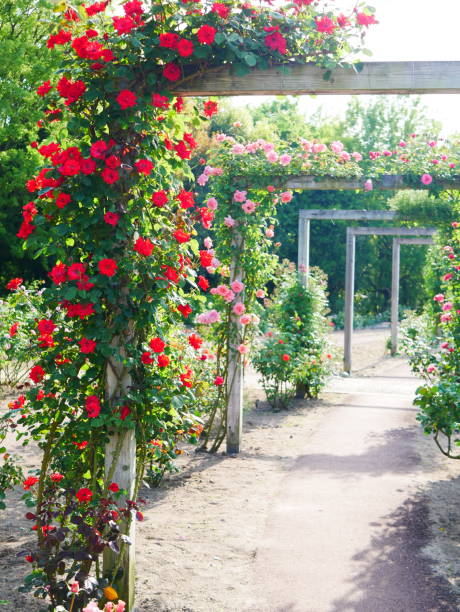 istock Gate of the rose 1151766099