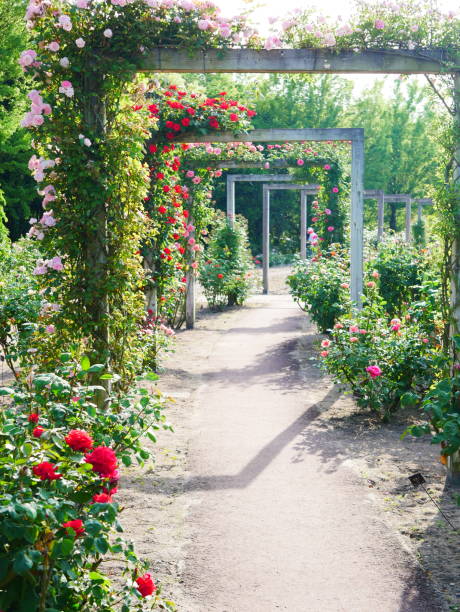 istock Gate of the rose 1151766101