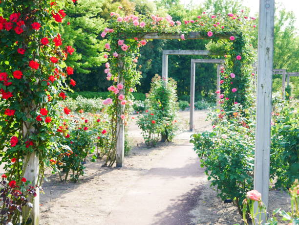 istock Gate of the rose 1151766105
