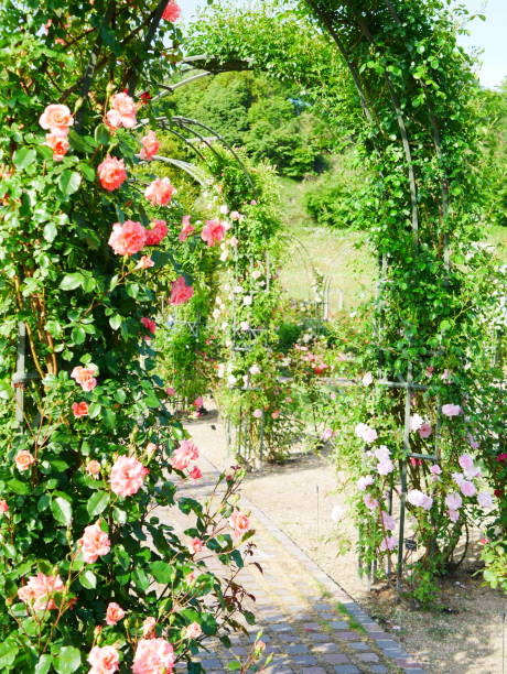 istock Gate of the rose 1151766112