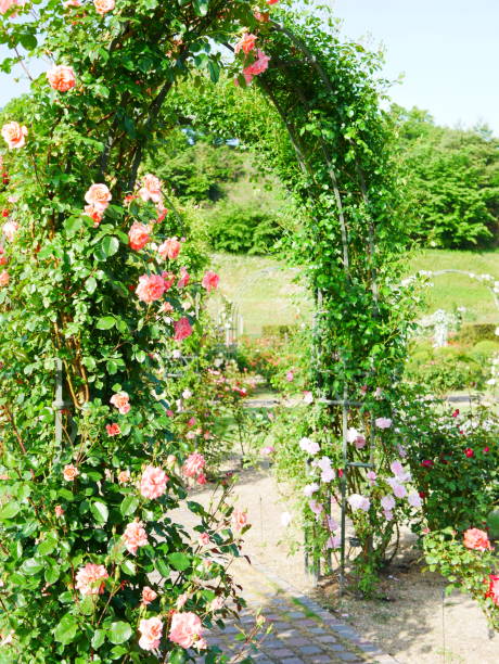 istock Gate of the rose 1151766132