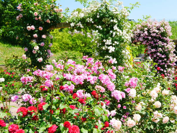 istock Gate of the rose 1151766169