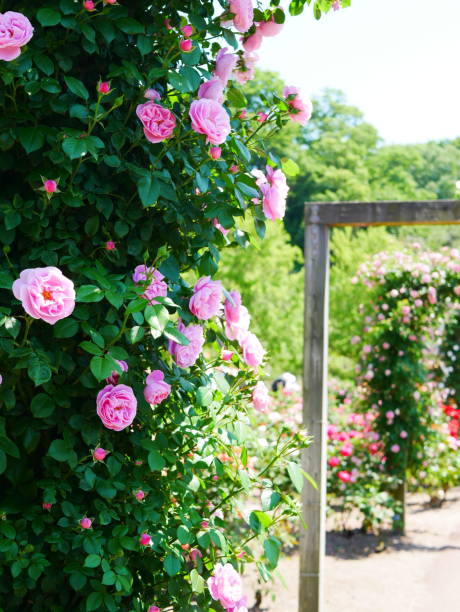 istock Gate of the rose 1151766172