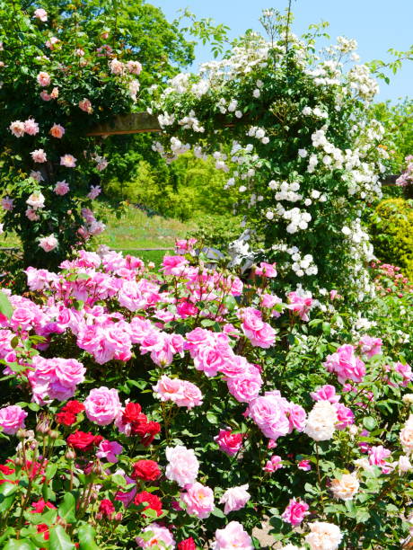 istock Gate of the rose 1151766183