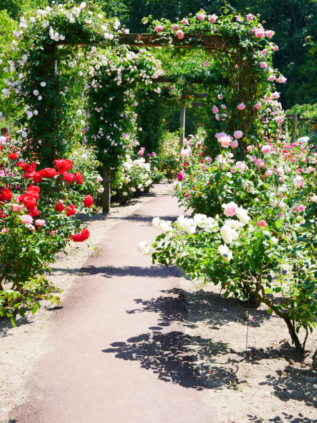 istock Gate of the rose 1151766192