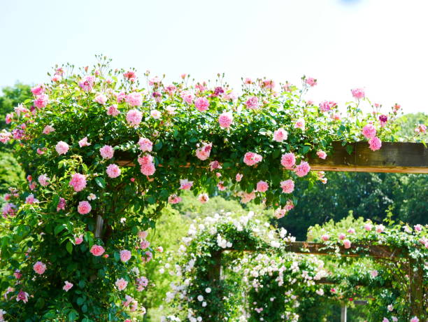 istock Gate of the rose 1151766198