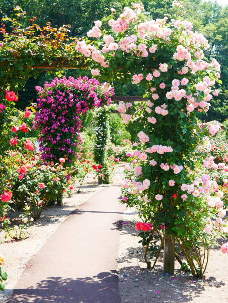istock Gate of the rose 1151766205