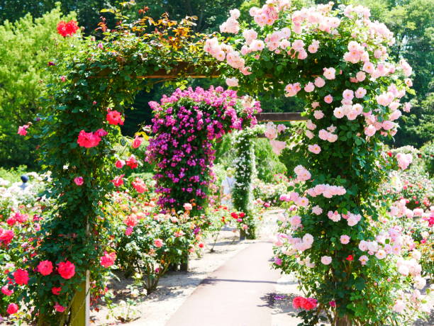 istock Gate of the rose 1151766207