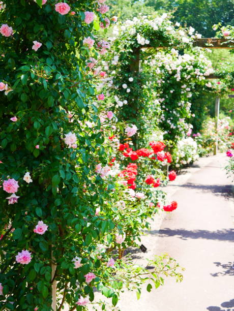 istock Gate of the rose 1151766218