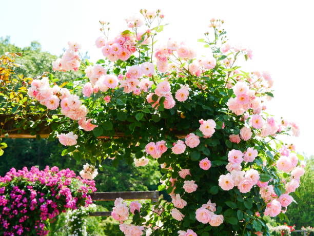 porte de la rose - japanese culture landscape landscaped ornamental garden photos et images de collection
