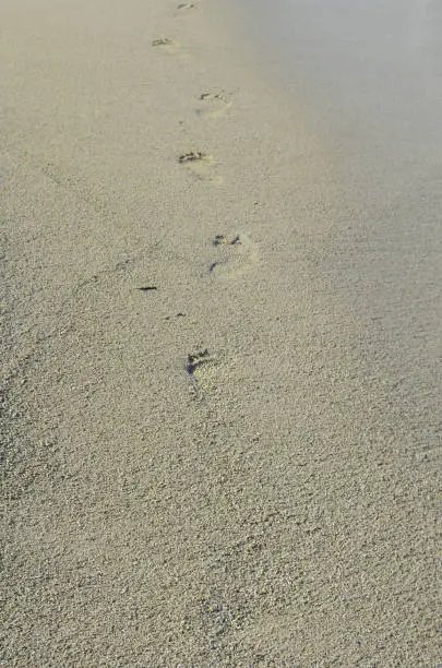 Footsteps walking away in soft sand.
