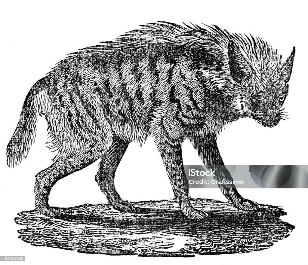 Striped hyena illustration Steel engraving of The striped hyena ( Hyaena hyaena ) is a species of hyena native to North and East Africa, the Middle East, the Caucasus, Central Asia and the Indian subcontinent
Original edition from my own archives
Source : "MAGASIN PITTORESQUE" 1839 Spotted Hyena stock illustration