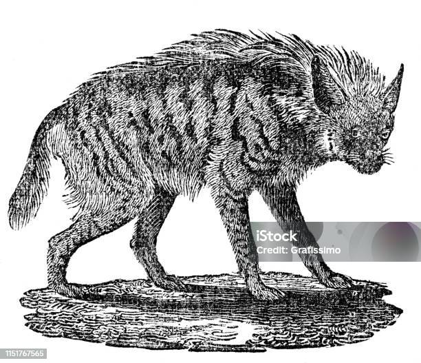 Striped Hyena Illustration Stock Illustration - Download Image Now - Spotted Hyena, 18th Century Style, 19th Century