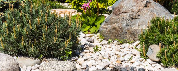 istock Landscape design - rockery elements, stones and coniferous plants, panoramic picture for the background 1151768369