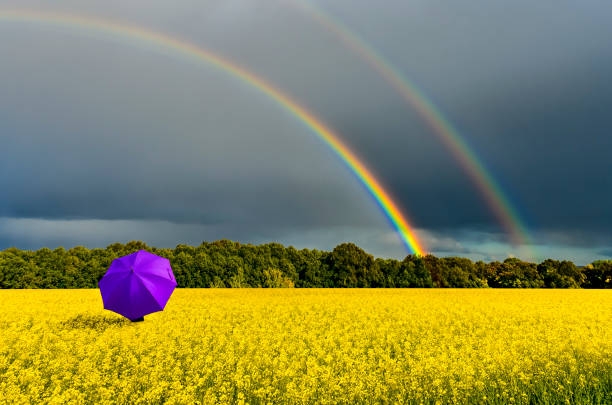 istock Thunderstorm approaching the field with blossoming rapeseed 1151768384