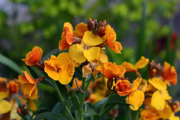 Close up of yellow erysimum (wallflower) flowers in bloom