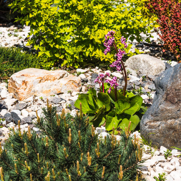 istock Landscape design - elements rockery, stones and coniferous plants 1151768409