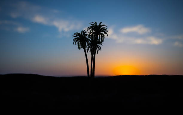 istock Tropical palm coconut trees on sunset sky nature background. Silhouette coconut palm trees on beach at sunset 1151768731