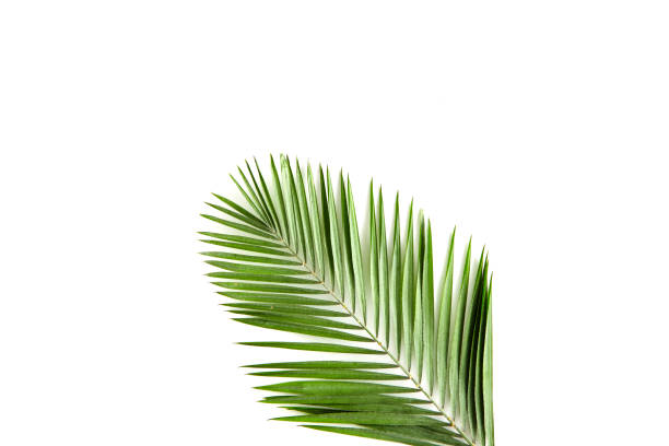 istock green palm leaf branches on white background. flat lay 1151770397