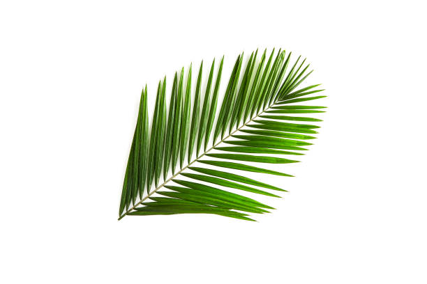 istock green palm leaf branches on white background. flat lay 1151770400