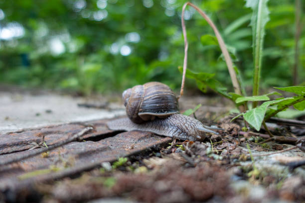 istock a big vineyard snail crawls leisurely across the ground 1151771680