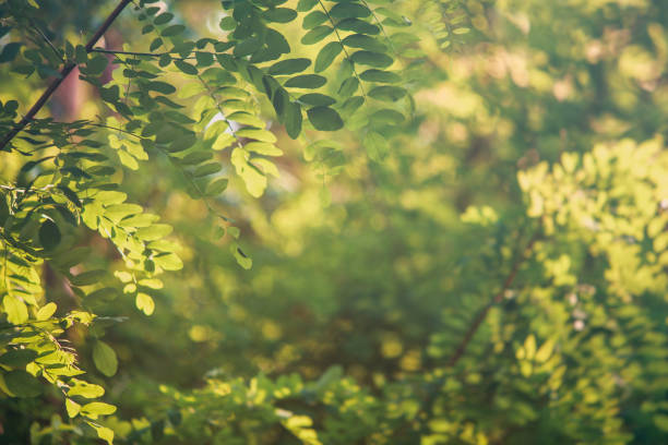 istock Acacia branches close-up.Abstract background for your design 1151771769