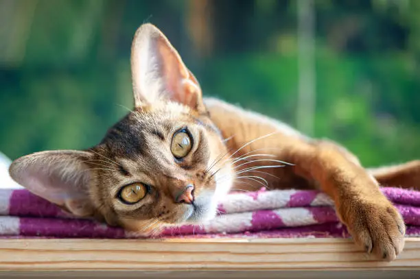 Photo of Beautiful Abyssinian cat on the  green jungle background, the association of the cat and the wild animal