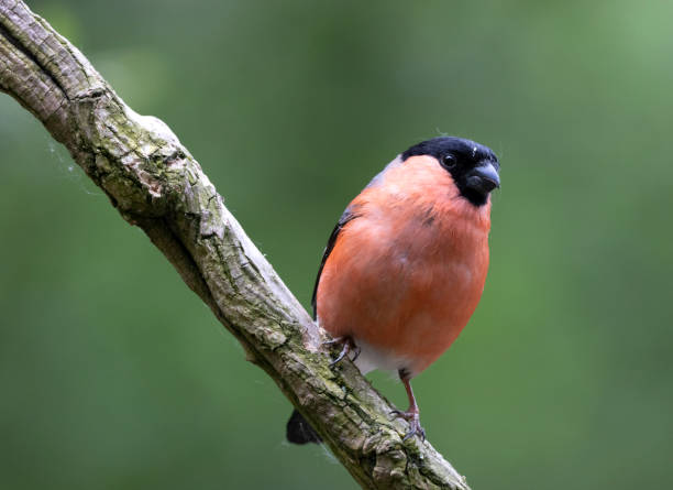 istock A male bullfinch bird 1151771990