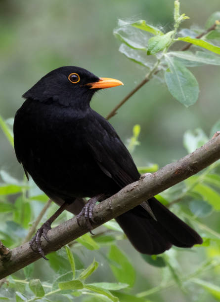 A male blackbird