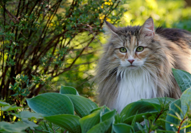 istock A beautiful cat in a garden 1151772193