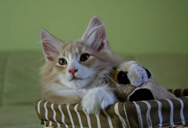 istock A sweet kitten in a basket with small plush toy 1151772205