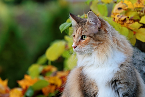 Beautiful Norwegian forest cat female sitting in the garden in autumn