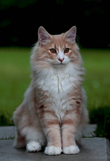 istock A kitten with beautiful brown eyes 1151772236