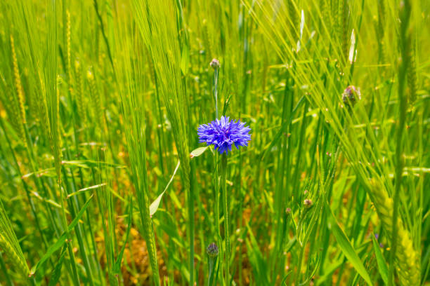 istock Field with a cereal grain below a blue sky in sunlight in spring 1151772967
