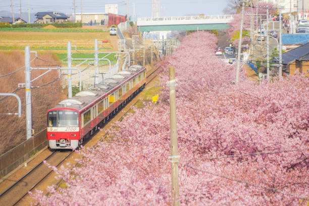 Kawazu cherry tree and Keikyu line (Miurakaigan) Kawazu cherry tree and Keikyu line (Miurakaigan). Shooting Location: Yokohama-city kanagawa prefecture keikyu stock pictures, royalty-free photos & images
