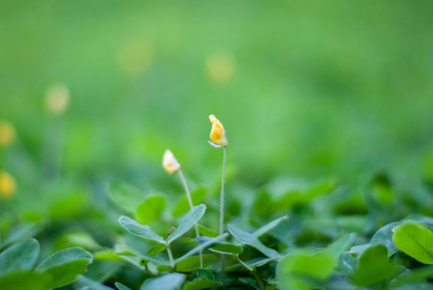 Green grass on a rainy day