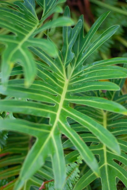 istock nature view of green leaf on blurred greenery background in garden with copy space for text using as summer background natural green plants landscape, ecology, fresh wallpaper concept 1151774734