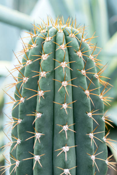 istock Green cactus with large needles close-up 1151774791
