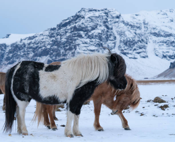 istock Iceland horse (Equus caballus) 1151775043