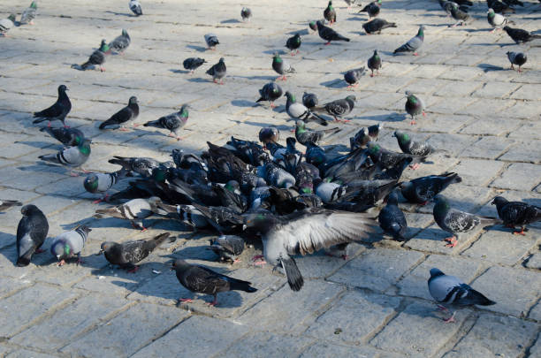 istock isolated crowd of pigeons on street 1151775868