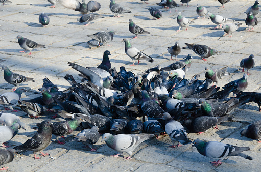 isolated crowd of pigeons on street, city doves eating from street