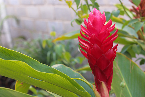 Red Ginger (Alpinia purpurata) Flower with Green Leaves