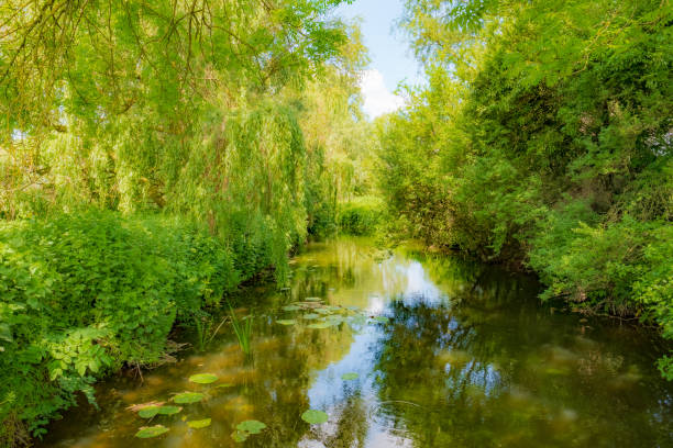 초여름에 자연 보호 구역 내에서 볼 수 있는 조용 하 고 목가적인 강. - ecological reserve tree reflection land feature 뉴스 사진 이미지