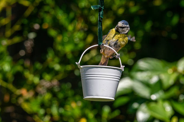 istock Urban wildlife with a  bluetit (Cyanistes caeruleus) perched on a garden bird feeder 1151776911