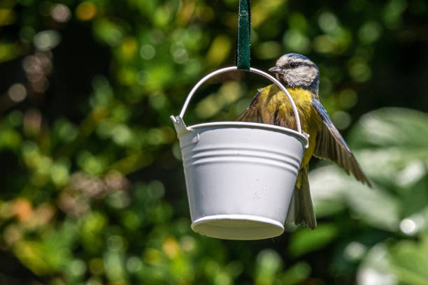 istock Urban wildlife with a  bluetit (Cyanistes caeruleus) perched on a garden bird feeder 1151776917