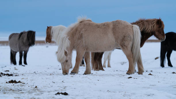 istock Iceland horse (Equus caballus) 1151776988