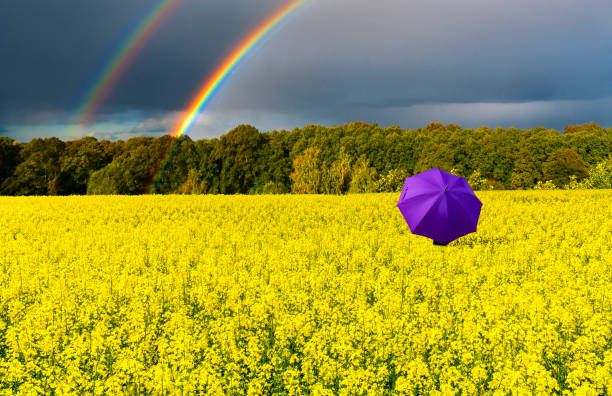istock Lonely umbrella among the field with blossom rapeseed, just before thunderstorm, 1151777070