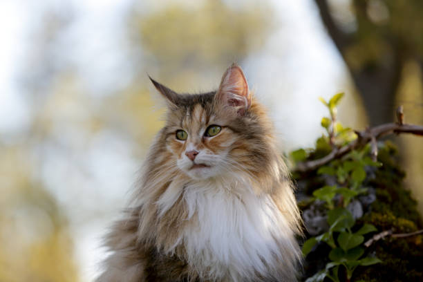 istock A norwegian forest cat female in summer evening 1151777936