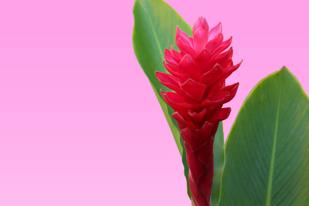 istock Red Ginger (Alpinia purpurata) Flower with Green Leaves 1151778080