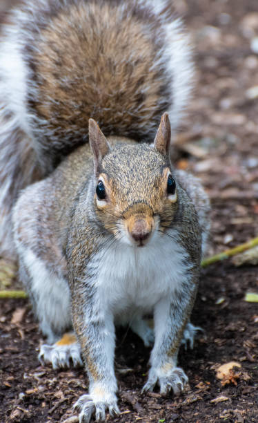 istock A portrait of a wild Grey Squirrel 1151779048